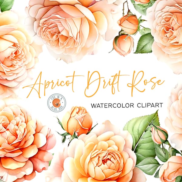 Apricot Drift Rose clipart, Apricot Drift Rose Flowers in PNG format, Watercolor Apricot Drift Rose clipart, Watercolor Drift Rose clipart