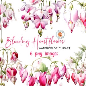 Bleeding Heart Flower clipart, Bleeding Heart Flowers in PNG format, Watercolor Bleeding Heart Flower clipart , Watercolor Bleeding Heart