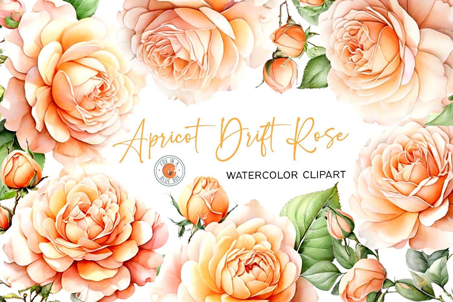 Watercolor Roses Clipart Bundle: Transparent PNG Flowers (300 DPI) - Etsy