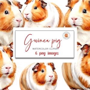 Cavia's clipart, cavia's in PNG-formaat, aquarel cavia's, aquarel cavia's clipart, cavia's clipart bundel, varkens PNG