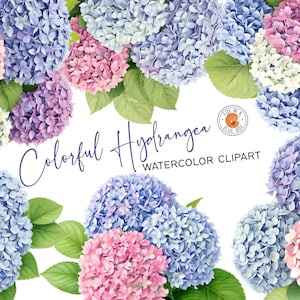 Colorful Hydrangea clipart, Colorful Hydrangea Flowers in PNG format, Watercolor Colorful Hydrangea Clipart, Watercolor Colorful Hydrangea