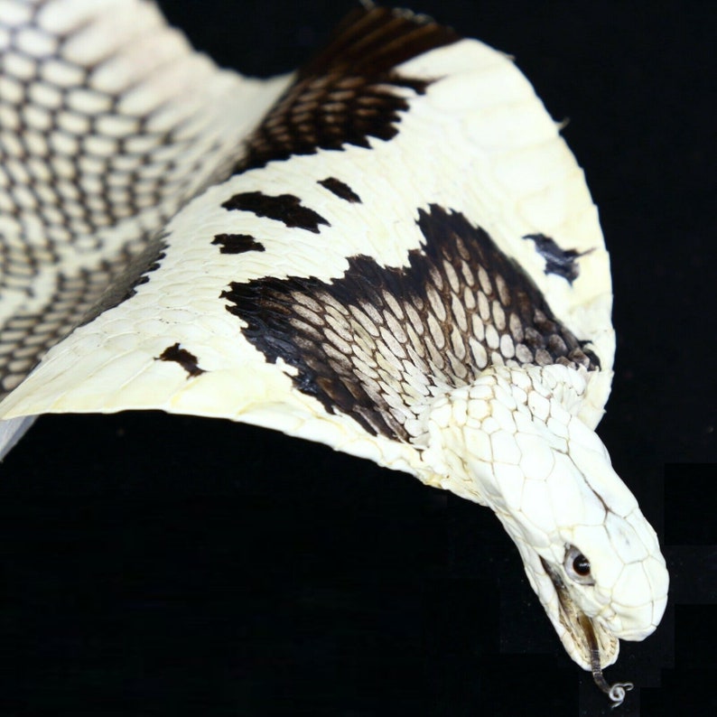 Authentic Monocled Cobra Taxidermy Tanned Snakeskin Open Mouth | Etsy