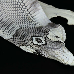 Huge Asia Spitting Cobra Snake Skin Snakeskin Taxidermy Hide Leather image 5