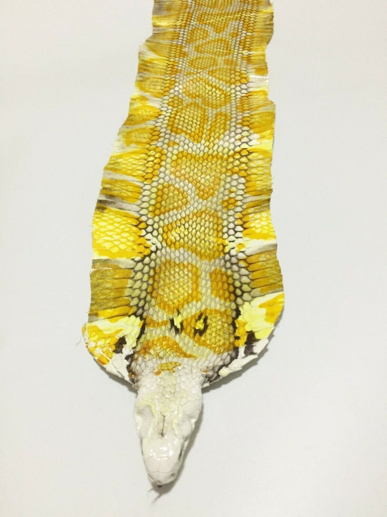 Cobra Snake Skin Snakeskin Hide Leather Natural Taxidermy | Etsy
