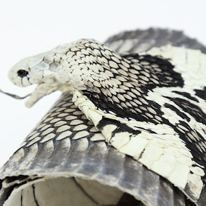 Huge Asia Spitting Cobra Snake Skin Snakeskin Taxidermy Hide Leather image 10