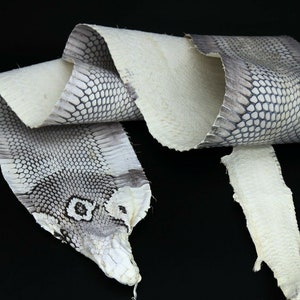 Huge Asia Spitting Cobra Snake Skin Snakeskin Taxidermy Hide Leather image 9