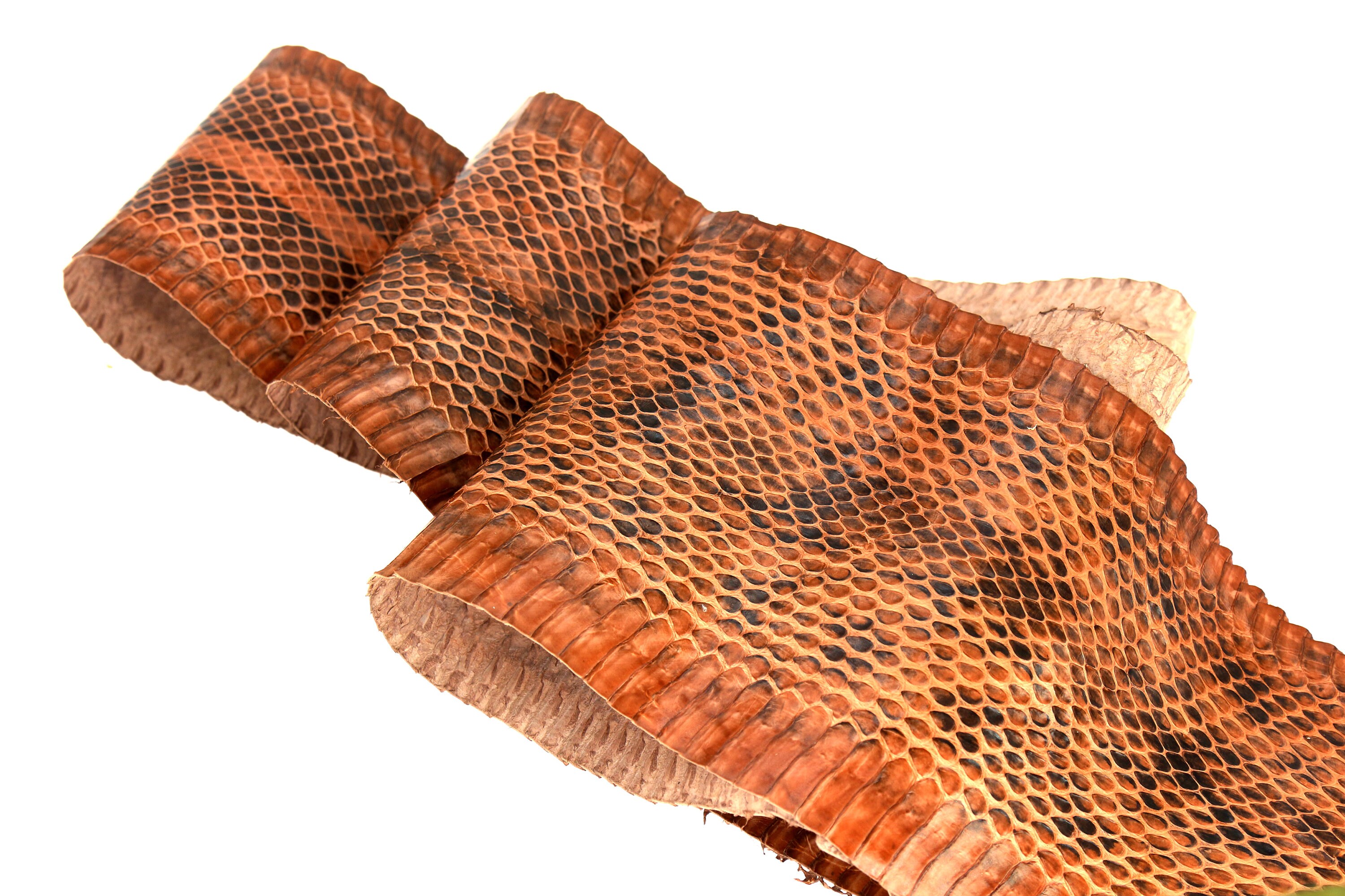 Copperhead Snake Skin for sale | Only 2 left at -70%