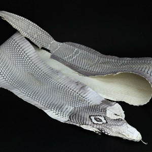 Huge Asia Spitting Cobra Snake Skin Snakeskin Taxidermy Hide Leather image 8