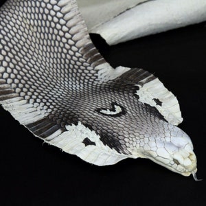 Huge Asia Spitting Cobra Snake Skin Snakeskin Taxidermy Hide Leather image 1