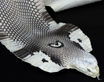 Huge Asia Spitting Cobra Snake Skin  Snakeskin Taxidermy Hide Leather