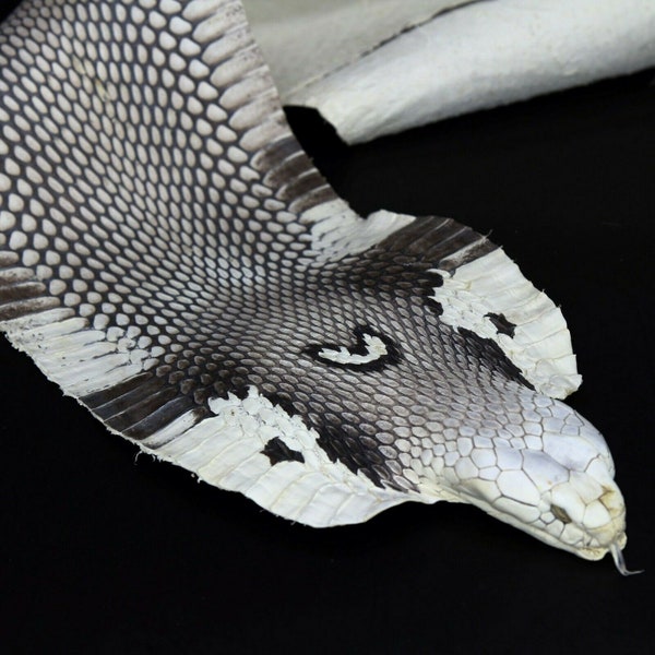 Asia Spitting Cobra Snake Skin  Snakeskin Taxidermy Hide Leather Glossy