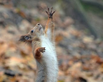 Squirrel Photo Fall Decor Red Squirrel Animal Photography Nature Digital download Social Media Photo Home decor Digital Art Welcome Autumn