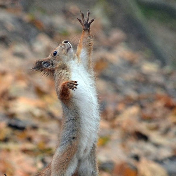 Squirrel Photo Fall Decor Red Squirrel Animal Photography Nature Digital download Social Media Photo Home decor Digital Art Welcome Autumn