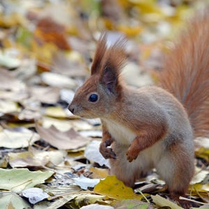 Squirrel Wall art Photo Animal photograph Autumn Photography Wildlife Photography Red Squirrel photo Nature lover Color Instant Download