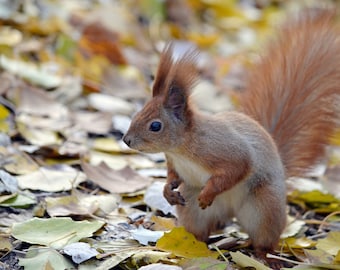 Squirrel Wall art Photo Animal photograph Autumn Photography Wildlife Photography Red Squirrel photo Nature lover Color Instant Download