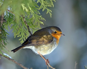 Robin Bird Printable photo Digital photography Instant Download Birds portrait Nature Wall Art Wildlife prints styled stock Blog Image