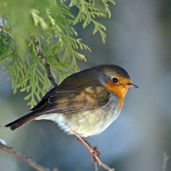 Robin Bird Printable photo Digital photography Instant Download Birds portrait Nature Wall Art Wildlife prints styled stock Blog Image