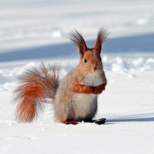 Rode eekhoorn winterfoto digitale download dierenfotografie afdrukbare muurkunst gestileerde voorraad blog afbeelding besneeuwde natuur Wildlife print grappig
