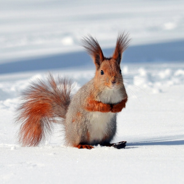 Red Squirrel Winter Photo Digital download Animal Photography Printable wall art Styled stock Blog Image Snowy nature Wildlife Print Funny