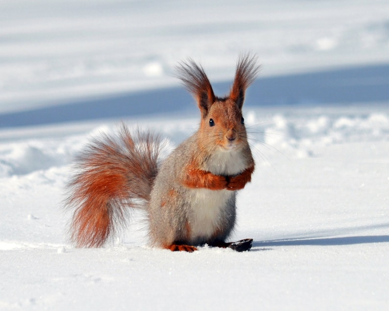 Röd ekorre vinterfoto Digital nedladdning Djurfotografi Utskrivbar väggkonst Stylad stock Bloggbild Snöig natur Vilda djur Rolig bild 1