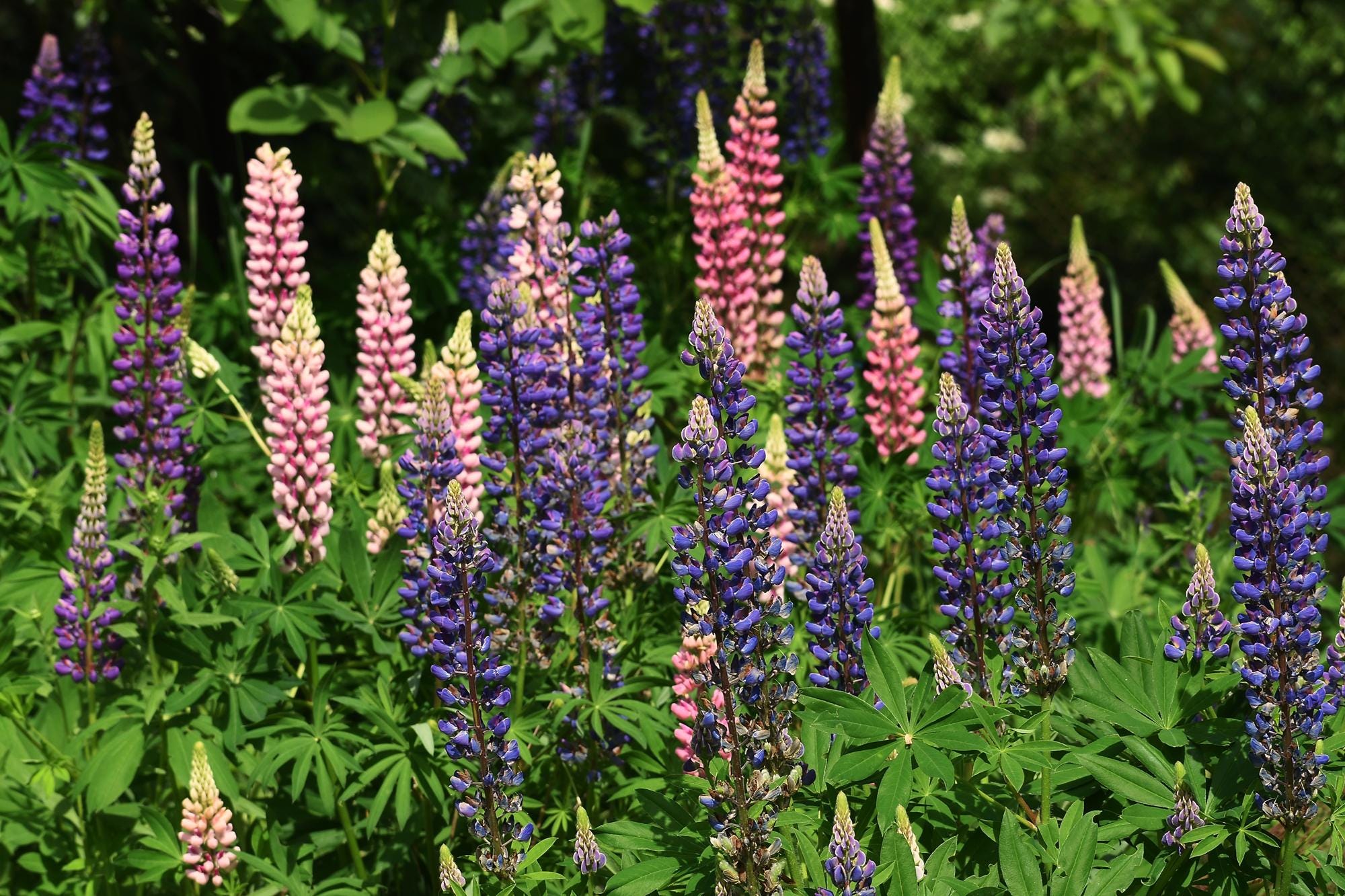 Lupine flowers digital photo