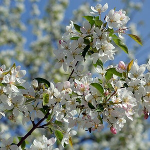 Spring photo White flowers Printable art Nature photography Instant Download Digital stock Website background Blog Image Blooming branches