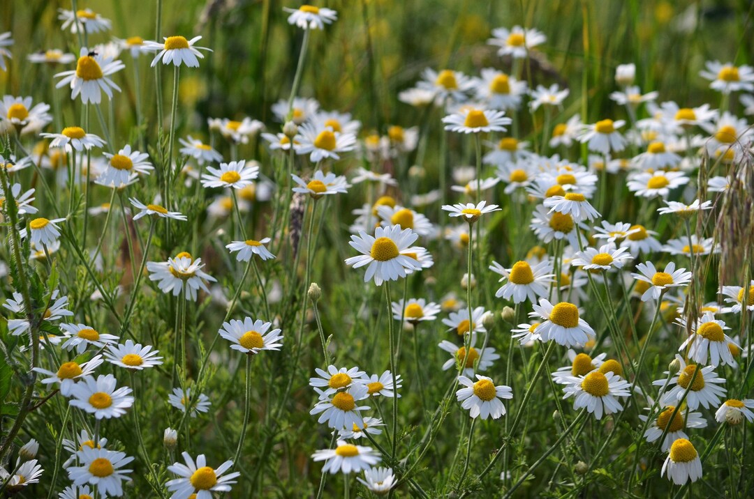 Chamomile Wildflower Printable Photo Instant Download Summer Nature