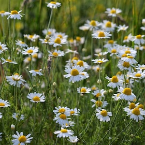 Foto stampabile di fiori selvatici di camomilla da scaricare all'istante Arte floreale estiva in stile stock Fotografia digitale Foto di prati Margherita bianca