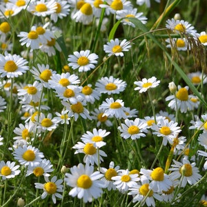 Arte floreale di margherita bianca Foto stampabile Download immediato Natura estiva Camomilla fiori selvatici in stile stock Fotografia digitale Foto di prati