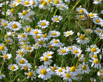 White daisy flower art Printable photo Instant Download Summer nature Chamomile wildflower styled stock Digital photography Meadow photos