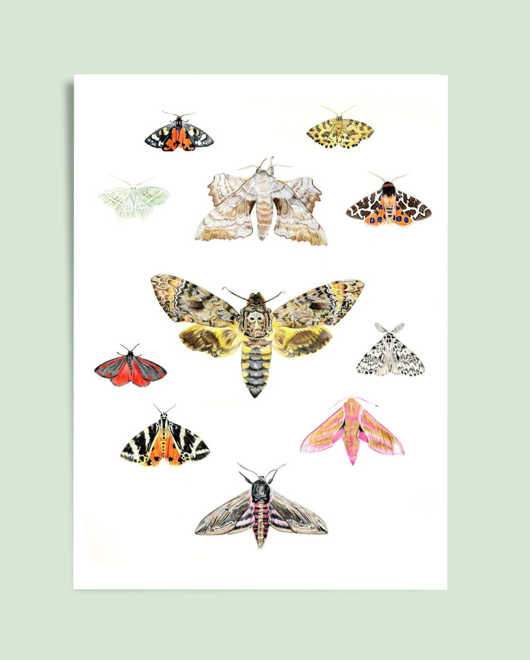 British Moths Giclée Fine Art Print, Unframed. Death's-head Hawkmoth - Etsy