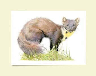 Pine marten Giclée Fine Art print, A4 unframed. His Dark Materials