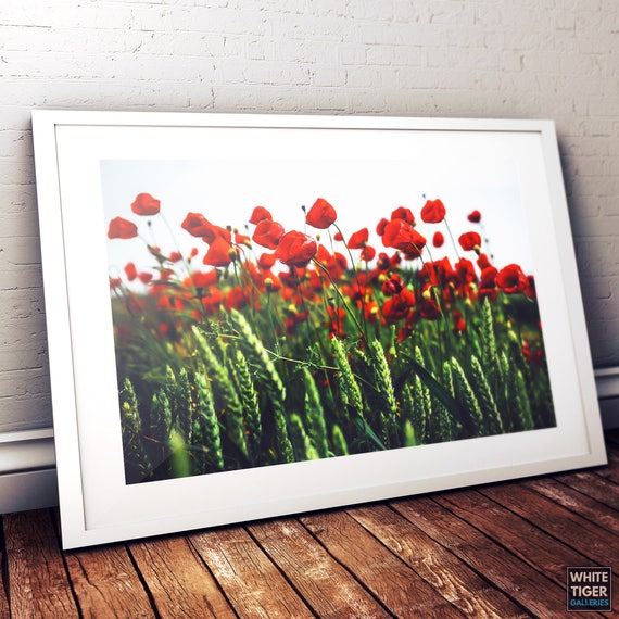 RED ROSE POSTER 28x36 HI RES