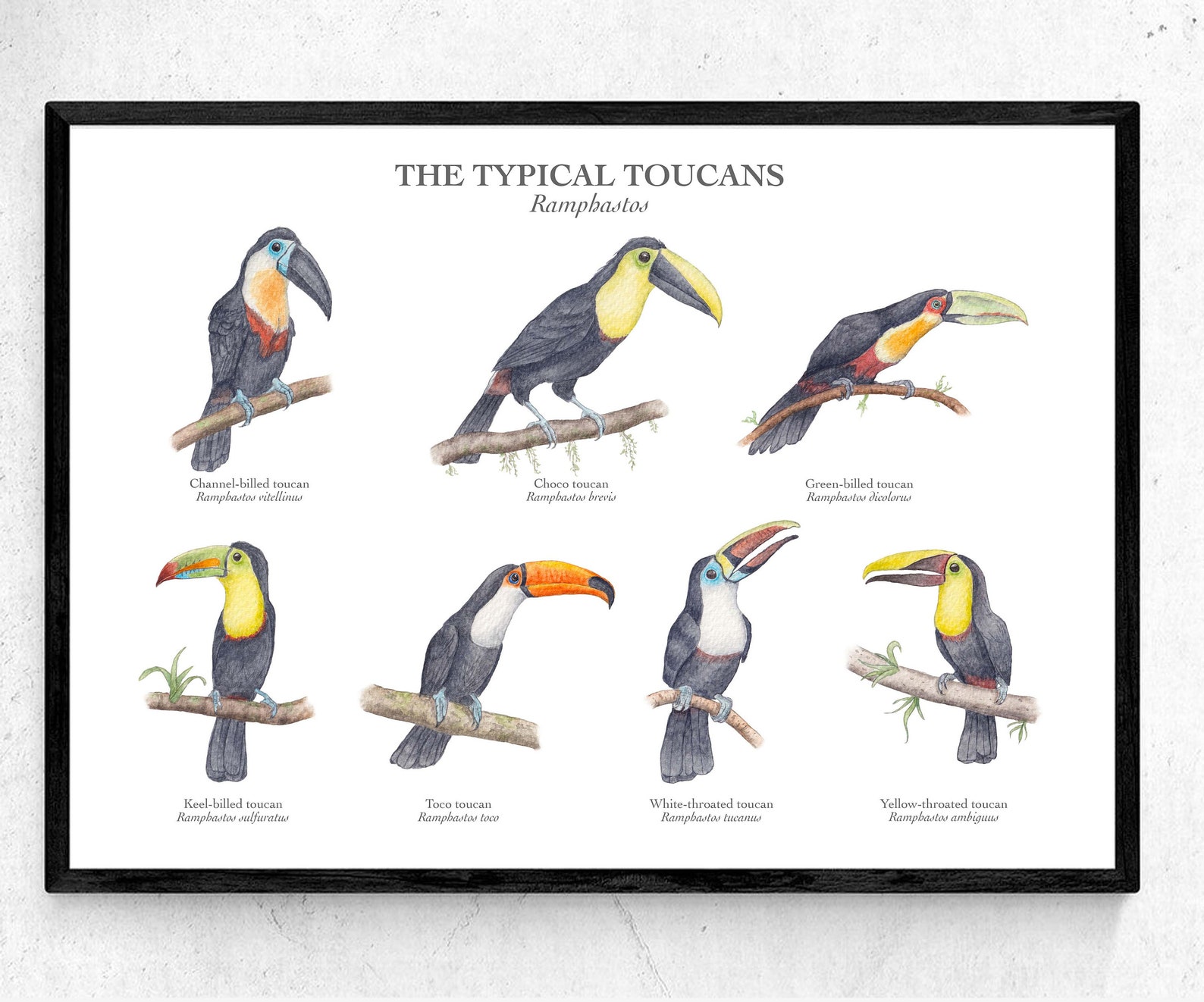 Toucan Species Poster Chart A4 / A3 Giclée Art Print Watercolour ...