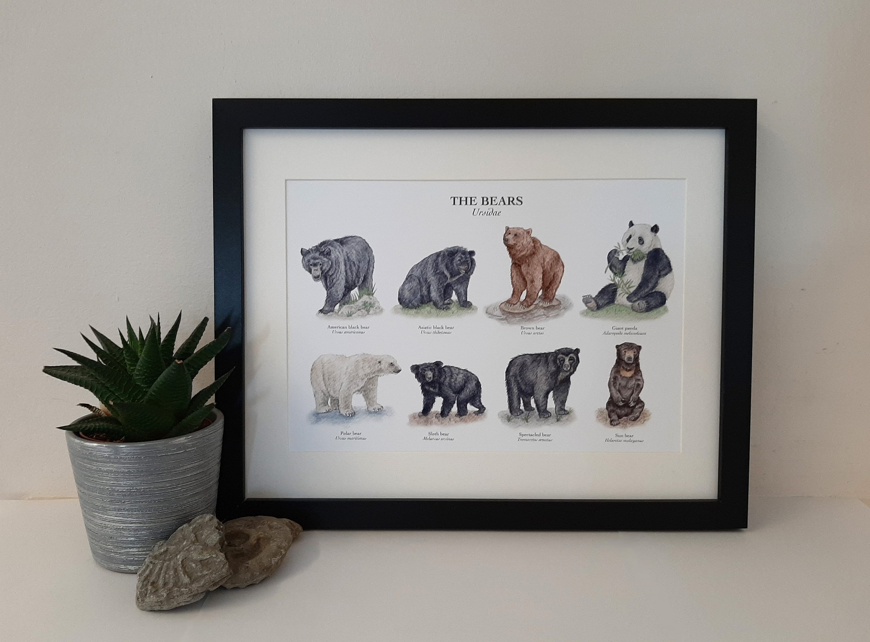 Bears Poster Chart A4 / A3 Giclée Art Print Original Watercolour  Illustrations / Brown Bear Black Bear Panda Polar Bear - Etsy