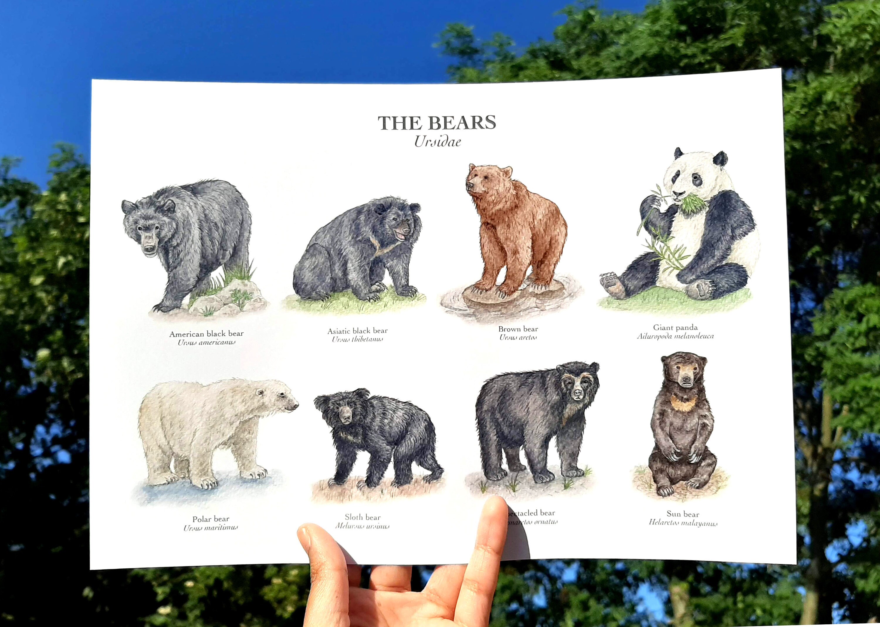 Art Bear Poster Original Giclée A4 Watercolour Brown / Black / - Bear Bear Print Panda A3 Illustrations Bears Etsy Chart Polar