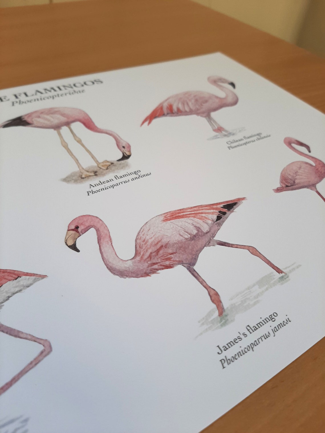Flamingo Species Poster Chart A4 / A3 Giclée Art Print Watercolour