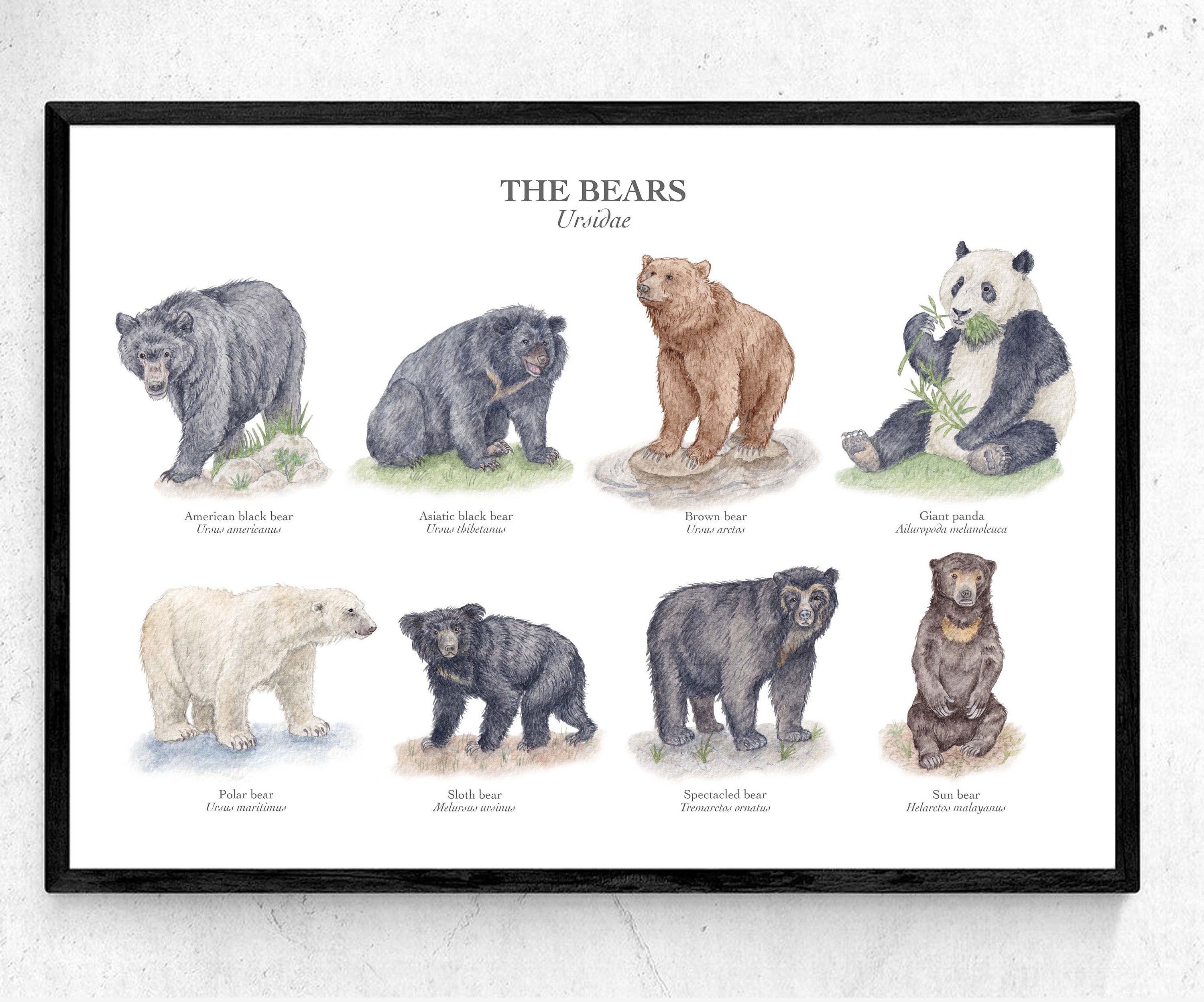 Bears Poster Watercolour Etsy / A4 / - Print Original Polar Bear Art Brown Bear Black A3 Bear Chart Panda Giclée Illustrations