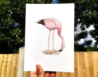 Flamingo Art Print / 7 by 5" Giclée Print of an original watercolour painting of an Andean flamingo / Exotic Bird Lover Gift
