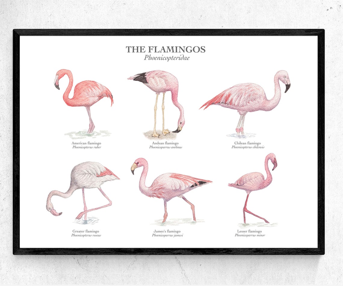 Flamingo Species Poster Chart A4 / A3 Giclée Art Print Watercolour Illustrations Etsy Ireland