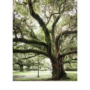 Print Audubon Park New Orleans