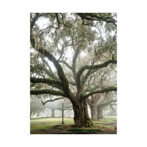 Print Audubon Park Oaks New Orleans