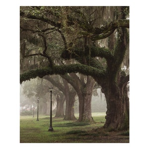 Print Audubon Park Oaks New Orleans