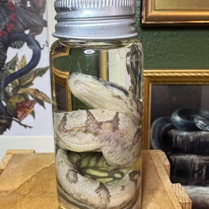 May include: A preserved snake specimen in a clear glass jar with a silver lid. The snake is coiled inside the jar, showcasing a pattern of light and dark brown markings. The jar is filled with a clear liquid.
