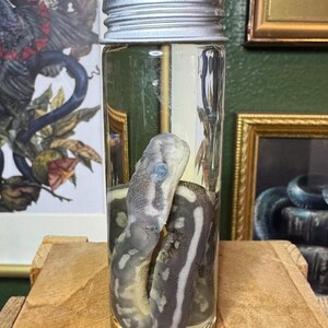 May include: A preserved snake specimen in a clear glass jar with a silver lid. The snake is gray and white with dark stripes. The jar is filled with a clear liquid. The background includes framed artwork and a wooden surface.