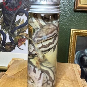 May include: A preserved snake specimen in a clear glass jar with a silver lid. The snake has a pattern of brown and cream-colored markings. The jar is filled with a yellow liquid.