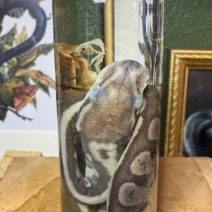 May include: A preserved snake specimen in a clear glass jar with a silver lid. The snake has a patterned brown and tan body with a light-colored head. The jar is filled with a clear liquid.