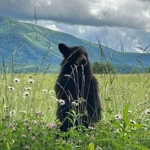 Bear Photo, Cades Cove Bear, Nature Art, Bear Print, Floral wall art, wildlife photography, Digital Download, Printable Wall decor