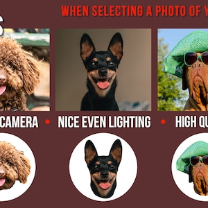 May include: A guide with three examples of good photos to use when selecting a photo of your pet for a product listing. The first photo shows a brown poodle facing the camera with good lighting. The second photo shows a black chihuahua facing the camera with good lighting. The third photo shows a brown dog wearing sunglasses and a green hat with good lighting.
