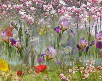 EOS, Iris and Magnolias